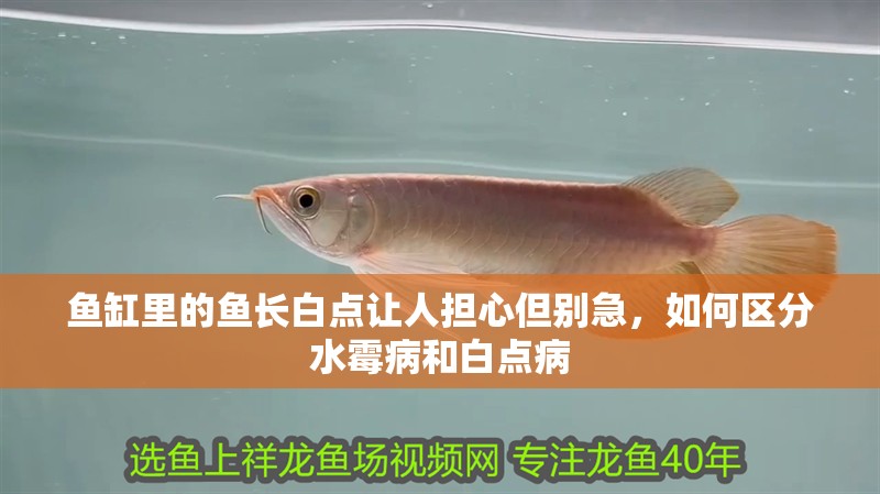 魚缸里的魚長白點讓人擔心但別急，如何區分水霉病和白點病