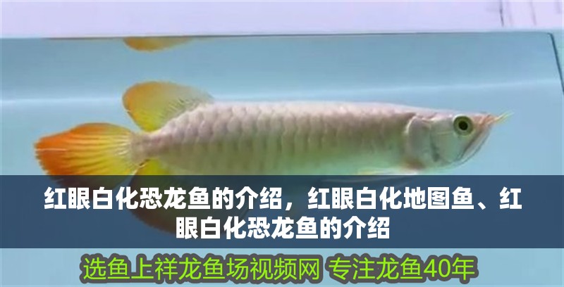 紅眼白化恐龍魚的介紹，紅眼白化地圖魚、紅眼白化恐龍魚的介紹
