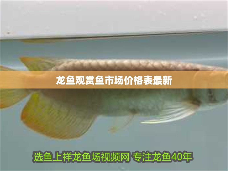 龍魚觀賞魚市場價格表最新