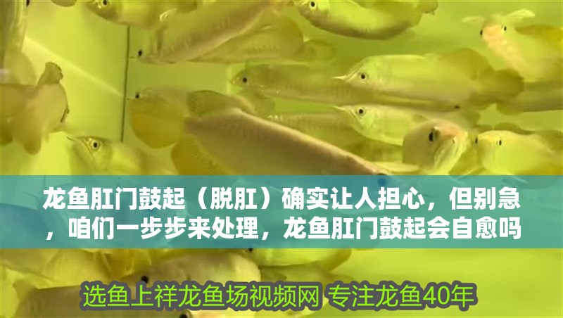 龍魚肛門鼓起（脫肛）確實讓人擔(dān)心，但別急，咱們一步步來處理，龍魚肛門鼓起會自愈嗎