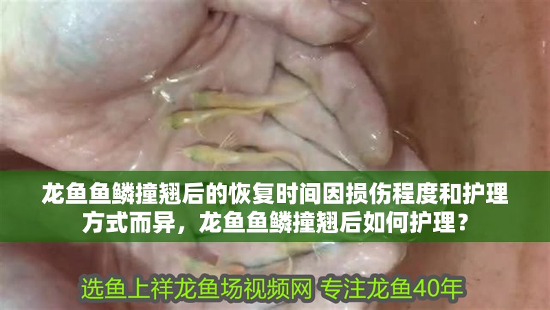龍魚魚鱗撞翹后的恢復時間因損傷程度和護理方式而異，龍魚魚鱗撞翹后如何護理？