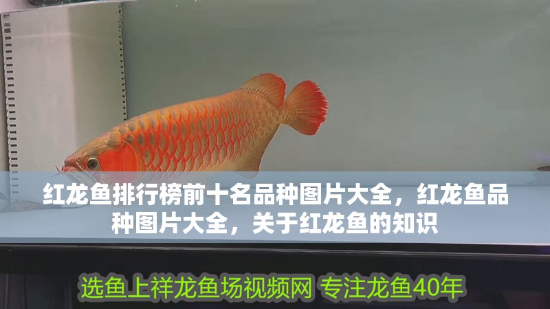 紅龍魚排行榜前十名品種圖片大全，紅龍魚品種圖片大全，關于紅龍魚的知識