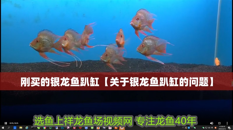 剛買的銀龍魚趴缸【關(guān)于銀龍魚趴缸的問題】