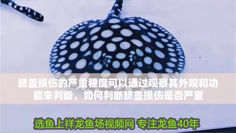 鰓蓋損傷的嚴重程度可以通過觀察其外觀和功能來判斷，如何判斷鰓蓋損傷是否嚴重