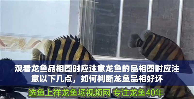 觀看龍魚品相圖時應注意龍魚的品相圖時應注意以下幾點，如何判斷龍魚品相好壞
