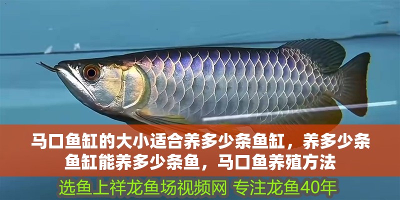 馬口魚缸的大小適合養(yǎng)多少條魚缸，養(yǎng)多少條魚缸能養(yǎng)多少條魚，馬口魚養(yǎng)殖方法 馬口魚缸的大小適合養(yǎng)多少條魚缸，養(yǎng)多少條魚缸能養(yǎng)多少條魚，馬口魚養(yǎng)殖方法 觀賞魚百科 第3張