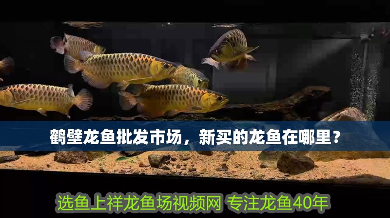 鶴壁龍魚批發市場，新買的龍魚在哪里？