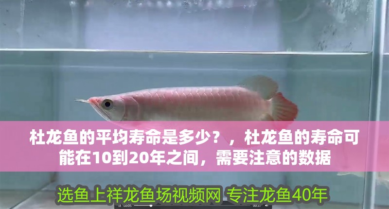 杜龍魚的平均壽命是多少？，杜龍魚的壽命可能在10到20年之間，需要注意的數據