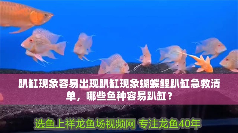 趴缸現象容易出現趴缸現象蝴蝶鯉趴缸急救清單，哪些魚種容易趴缸？