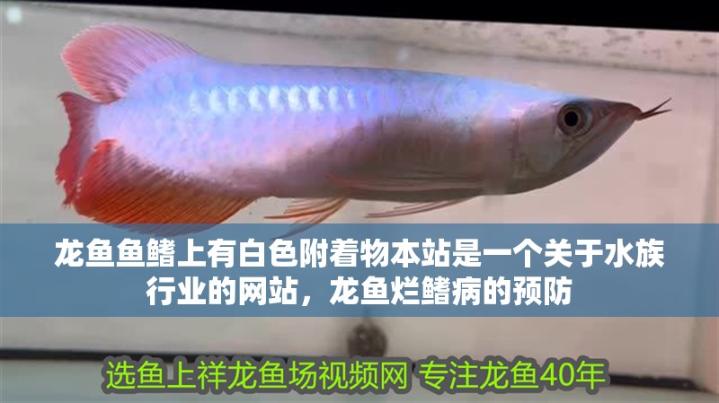 龍魚魚鰭上有白色附著物本站是一個關于水族行業的網站，龍魚爛鰭病的預防