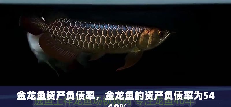 金龍魚資產負債率，金龍魚的資產負債率為54.68%