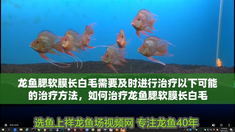 龍魚腮軟膜長(zhǎng)白毛需要及時(shí)進(jìn)行治療以下可能的治療方法，如何治療龍魚腮軟膜長(zhǎng)白毛