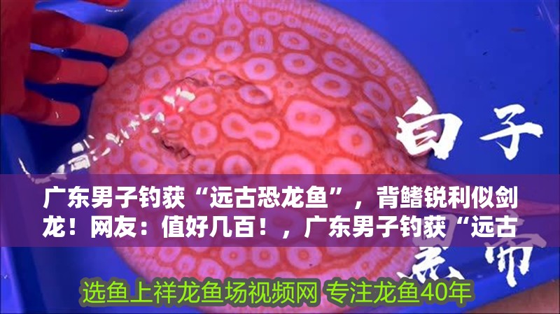 廣東男子釣獲“遠古恐龍魚”，背鰭銳利似劍龍！網友：值好幾百！，廣東男子釣獲“遠古恐龍魚”,背鰭銳利似劍龍!網友:值好幾百!