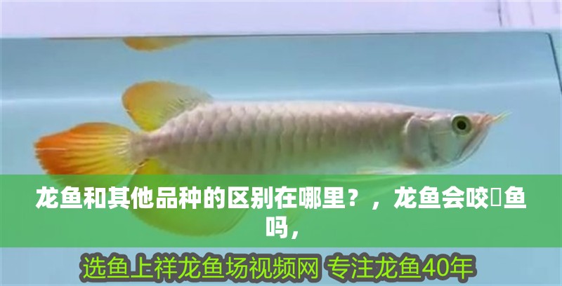 龍魚和其他品種的區別在哪里？，龍魚會咬魟魚嗎，