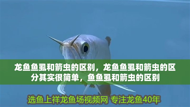 龍魚魚虱和箭蟲的區別，龍魚魚虱和箭蟲的區分其實很簡單，魚魚虱和箭蟲的區別