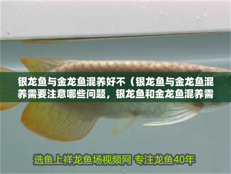 銀龍魚與金龍魚混養好不（銀龍魚與金龍魚混養需要注意哪些問題，銀龍魚和金龍魚混養需要注意哪些問題）