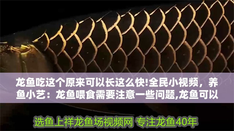 龍魚吃這個原來可以長這么快!全民小視頻，養魚小藝：龍魚喂食需要注意一些問題,龍魚可以長這么快
