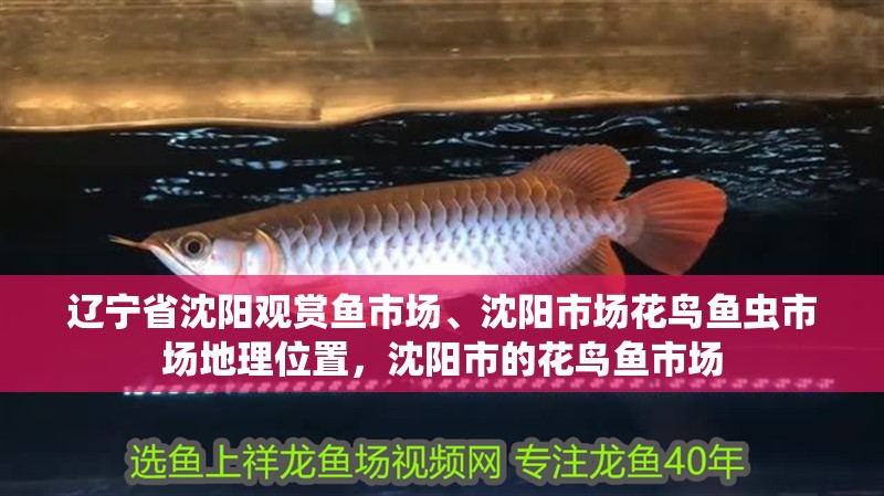 遼寧省沈陽觀賞魚市場、沈陽市場花鳥魚蟲市場地理位置，沈陽市的花鳥魚市場