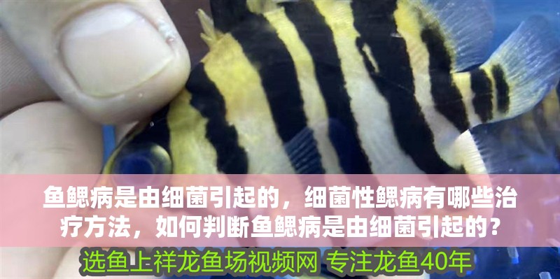 魚鰓病是由細(xì)菌引起的，細(xì)菌性鰓病有哪些治療方法，如何判斷魚鰓病是由細(xì)菌引起的？