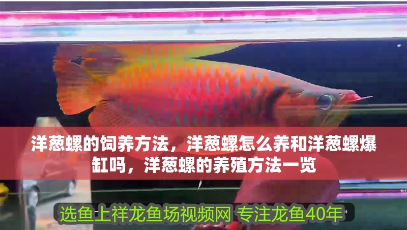 洋蔥螺的飼養方法，洋蔥螺怎么養和洋蔥螺爆缸嗎，洋蔥螺的養殖方法一覽