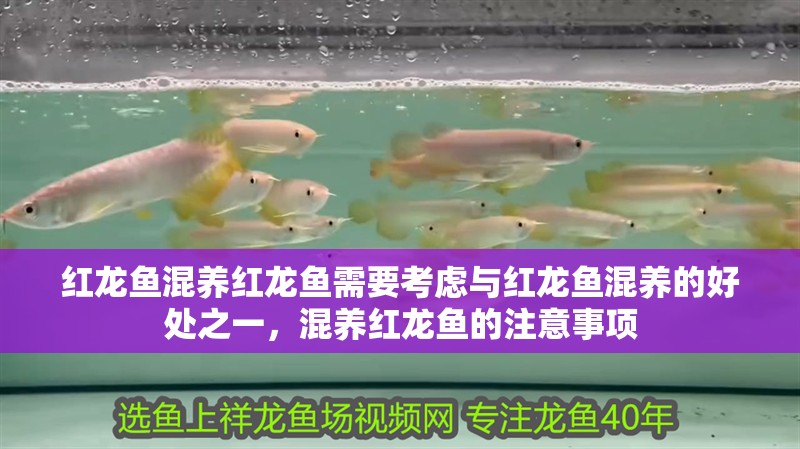 紅龍魚混養(yǎng)紅龍魚需要考慮與紅龍魚混養(yǎng)的好處之一，混養(yǎng)紅龍魚的注意事項