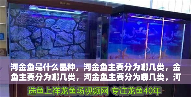 河金魚是什么品種，河金魚主要分為哪幾類，金魚主要分為哪幾類，河金魚主要分為哪幾類，河金魚是什么品種