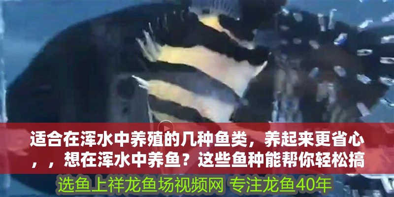 適合在渾水中養(yǎng)殖的幾種魚類，養(yǎng)起來更省心，，想在渾水中養(yǎng)魚？這些魚種能幫你輕松搞定！