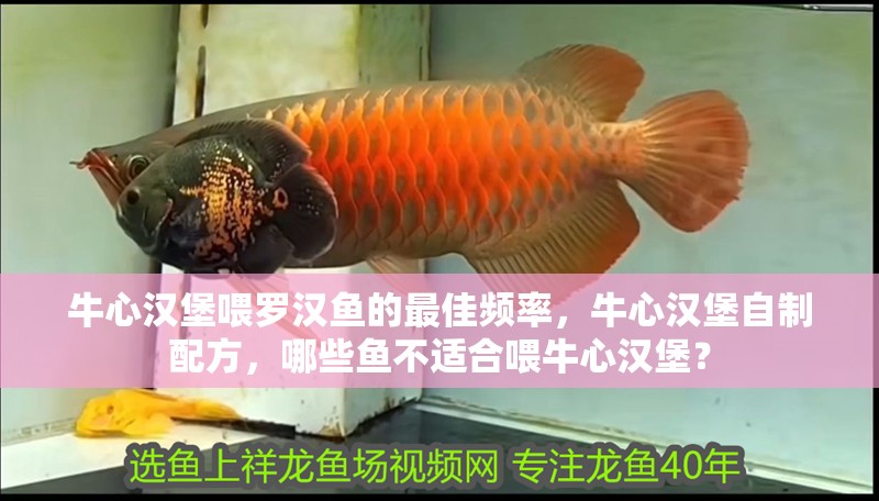 牛心漢堡喂羅漢魚的最佳頻率，牛心漢堡自制配方，哪些魚不適合喂牛心漢堡？