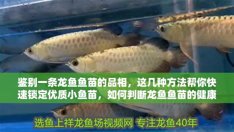 鑒別一條龍魚魚苗的品相，這幾種方法幫你快速鎖定優質小魚苗，如何判斷龍魚魚苗的健康狀況 鑒別一條龍魚魚苗的品相，這幾種方法幫你快速鎖定優質小魚苗，如何判斷龍魚魚苗的健康狀況 龍魚百科 第2張