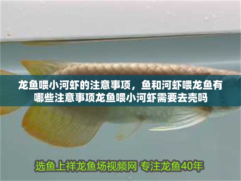 龍魚喂<strong><mark>小河</mark></strong>蝦的注意事項(xiàng)，魚和河蝦喂龍魚有哪些注意事項(xiàng)龍魚喂<strong><mark>小河</mark></strong>蝦需要去殼嗎