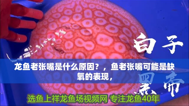 龍魚老張嘴是什么原因？，魚老張嘴可能是缺氧的表現(xiàn)，