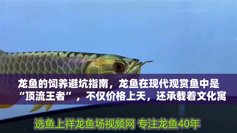 龍魚的飼養避坑指南，龍魚在現代觀賞魚中是“頂流王者”，不僅價格上天，還承載著文化寓意