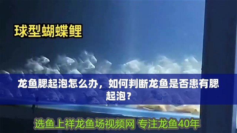 龍魚腮起泡怎么辦，如何判斷龍魚是否患有腮起泡？