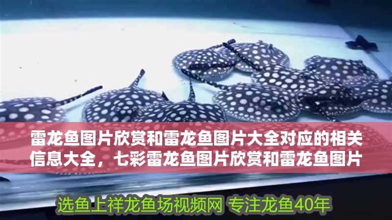雷龍魚圖片欣賞和雷龍魚圖片大全對應的相關信息大全，七彩雷龍魚圖片欣賞和雷龍魚圖片大全對應的相關信息