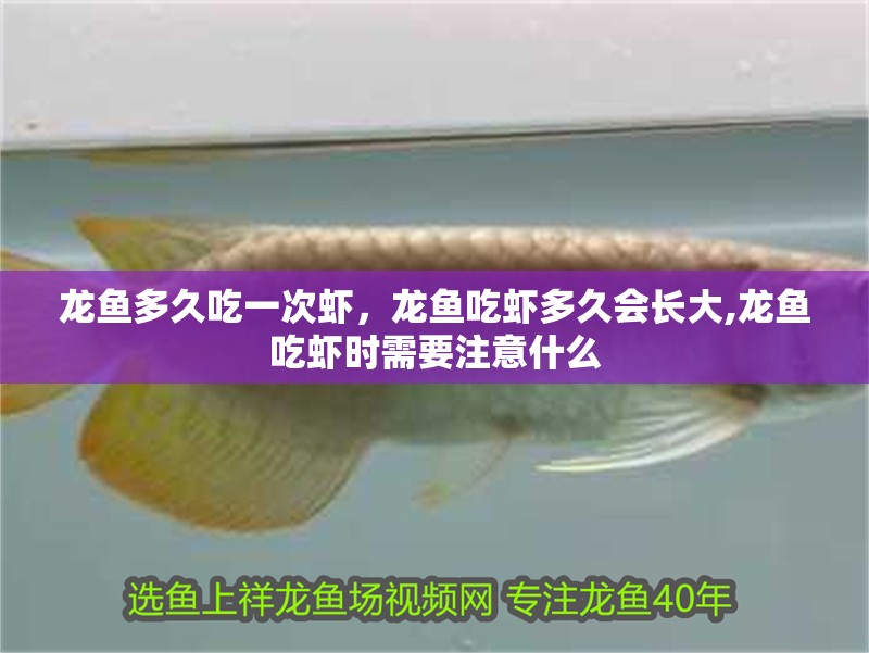 龍魚多久吃一次蝦，龍魚吃蝦多久會長大,龍魚吃蝦時需要注意什么 龍魚多久吃一次蝦，龍魚吃蝦多久會長大,龍魚吃蝦時需要注意什么 龍魚百科 第2張