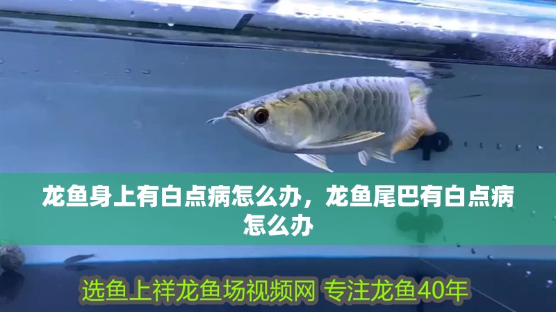 龍魚(yú)身上有白點(diǎn)病怎么辦，龍魚(yú)尾巴有白點(diǎn)病怎么辦