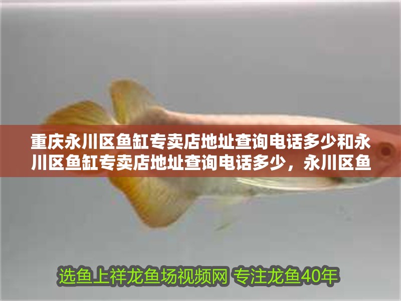 重慶永川區(qū)魚缸專賣店地址查詢電話多少和永川區(qū)魚缸專賣店地址查詢電話多少，永川區(qū)魚缸專賣店地址查詢電話多少