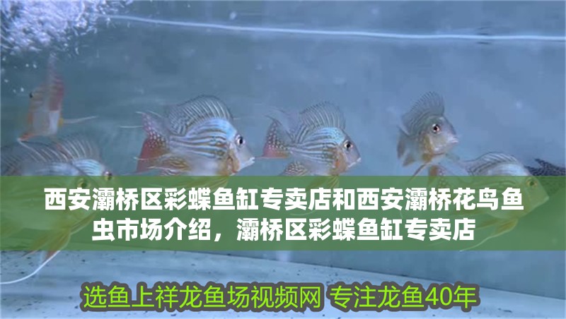 西安灞橋區彩蝶魚缸專賣店和西安灞橋花鳥魚蟲市場介紹，灞橋區彩蝶魚缸專賣店