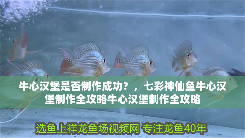 牛心漢堡是否制作成功？，七彩神仙魚牛心漢堡制作全攻略牛心漢堡制作全攻略 牛心漢堡是否制作成功？，七彩神仙魚牛心漢堡制作全攻略牛心漢堡制作全攻略 龍魚百科