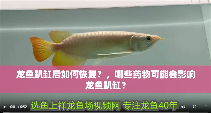 龍魚趴缸后如何恢復？，哪些藥物可能會影響龍魚趴缸？