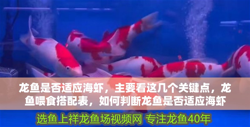 龍魚是否適應海蝦，主要看這幾個關鍵點，龍魚喂食搭配表，如何判斷龍魚是否適應海蝦