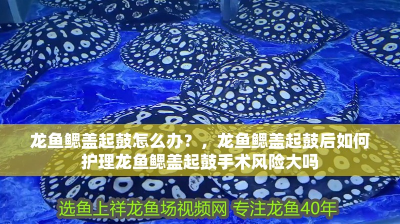 龍魚鰓蓋起鼓怎么辦？，龍魚鰓蓋起鼓后如何護理龍魚鰓蓋起鼓手術風險大嗎