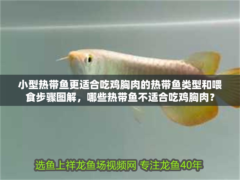 小型熱帶魚更適合吃雞胸肉的熱帶魚類型和喂食步驟圖解，哪些熱帶魚不適合吃雞胸肉？ 小型熱帶魚更適合吃雞胸肉的熱帶魚類型和喂食步驟圖解，哪些熱帶魚不適合吃雞胸肉？ 龍魚百科