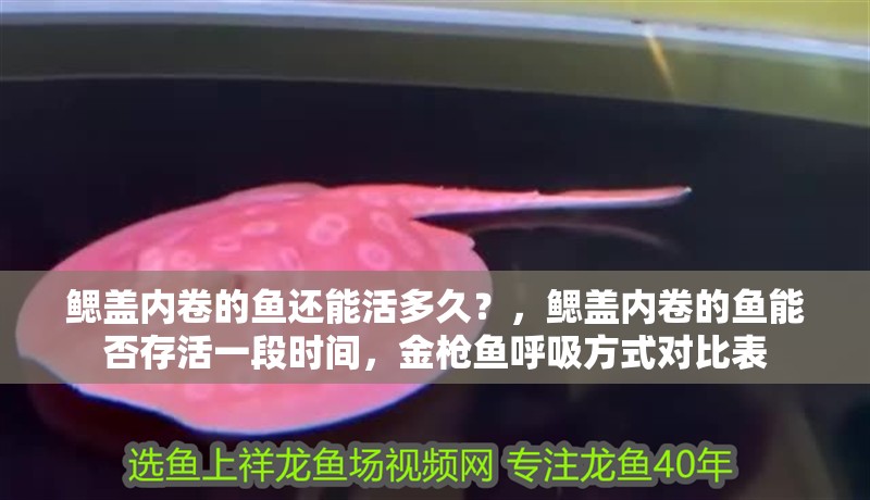 鰓蓋內(nèi)卷的魚還能活多久？，鰓蓋內(nèi)卷的魚能否存活一段時間，金槍魚呼吸方式對比表