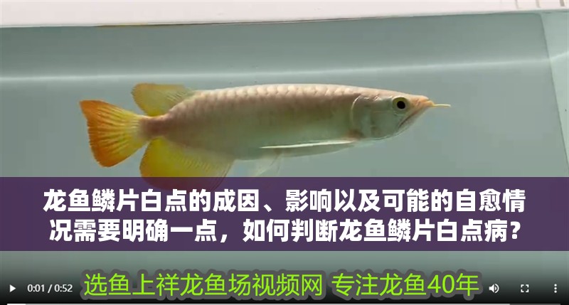 龍魚鱗片白點的成因、影響以及可能的自愈情況需要明確一點，如何判斷龍魚鱗片白點病？