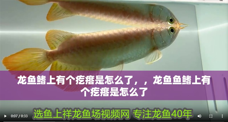龍魚鰭上有個疙瘩是怎么了，，龍魚魚鰭上有個疙瘩是怎么了