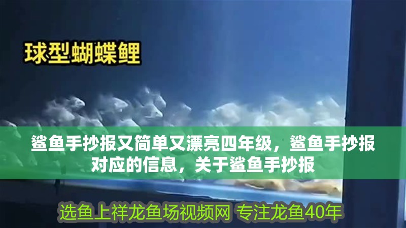鯊魚手抄報又簡單又漂亮四年級，鯊魚手抄報對應的信息，關于鯊魚手抄報