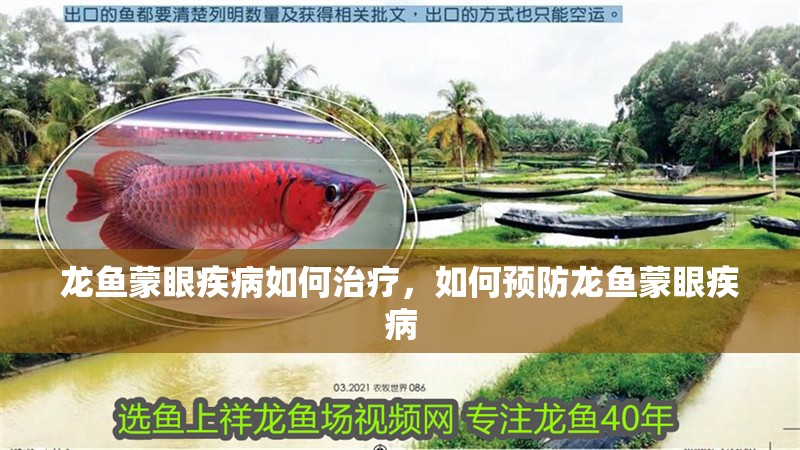 龍魚蒙眼疾病如何治療，如何預防龍魚蒙眼疾病
