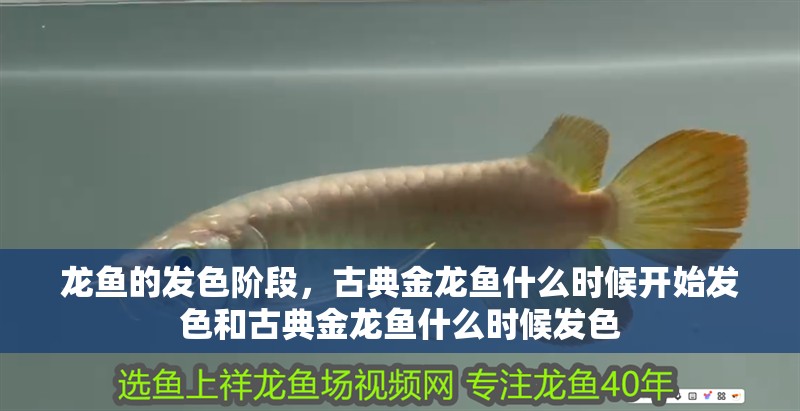 龍魚的發色階段，古典金龍魚什么時候開始發色和古典金龍魚什么時候發色