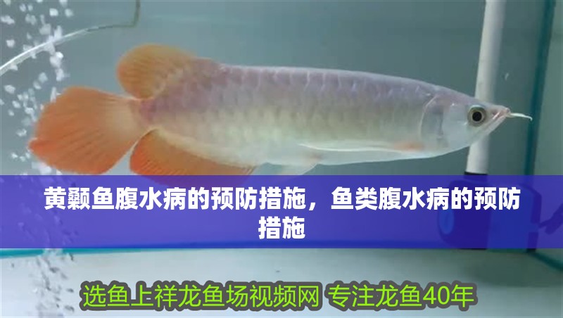 黃顙魚腹水病的預防措施，魚類腹水病的預防措施